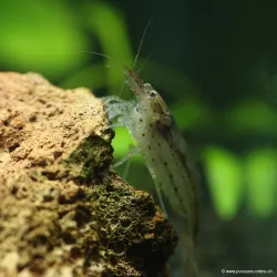 Crevette À Éventails - Atyoida Pilipes