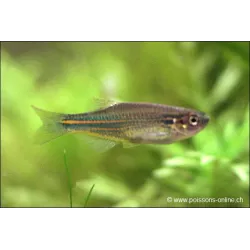 Danio Splendide - Brachydanio Kerri