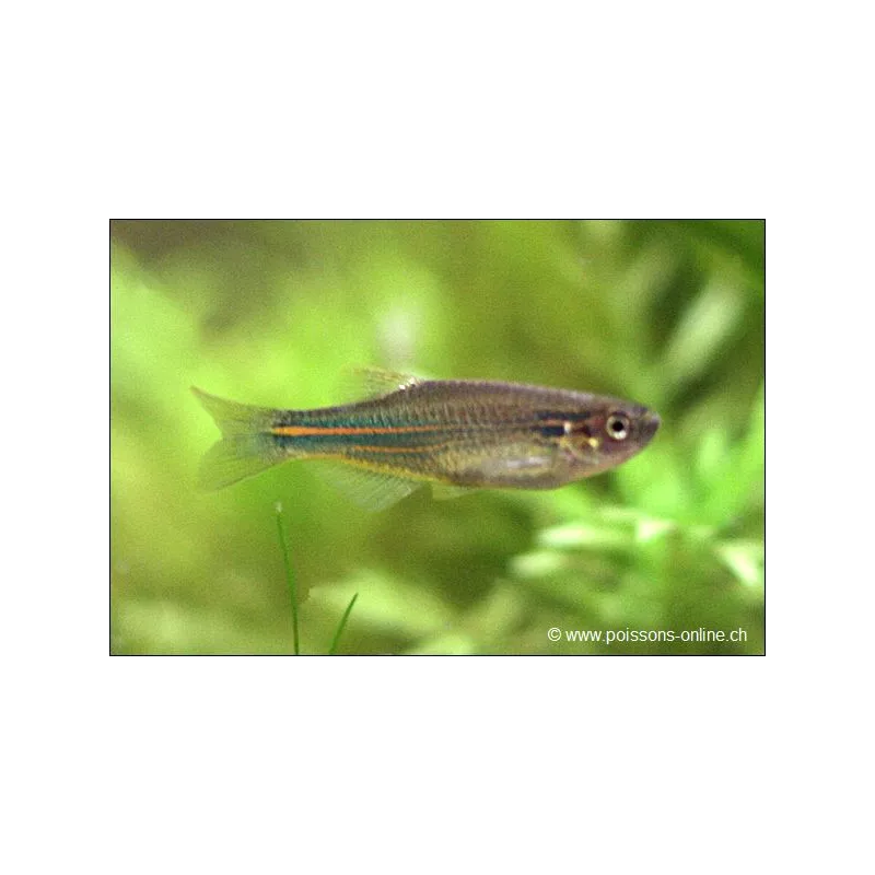 Danio Splendide - Brachydanio Kerri