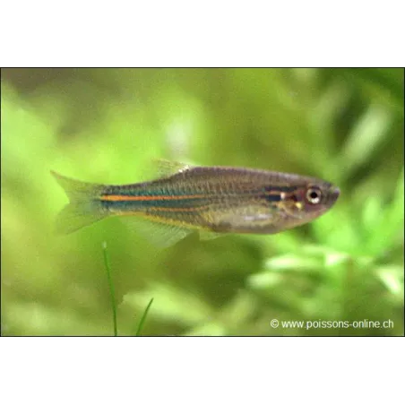Danio Splendide - Brachydanio Kerri