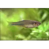 Danio Splendide - Brachydanio Kerri