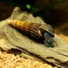 White Spotted Rabbit Snail - Tylomelania Sp