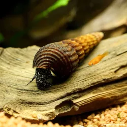 Escargot Lapin White Spotted - Tylomelania Sp