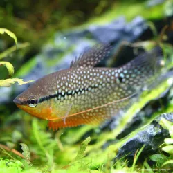 Gourami Perlé - Trichogaster Leeri