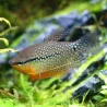 Gourami Perlé - Trichogaster Leeri