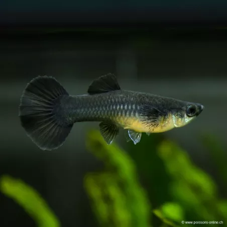 Guppy Femelle Black Moscow - Poecilia Reticulata