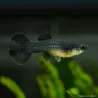 Guppy Weibchen Black Moscow - Poecilia Reticulata