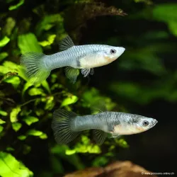 Guppy Weibchen Black Tiger - Poecilia Reticulata