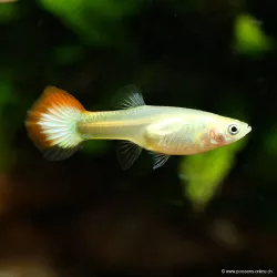 Guppy Weibchen Sunset Golden - Poecilia Reticulata