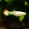 Guppy Fem. Tramonto Golden - Poecilia Reticulata