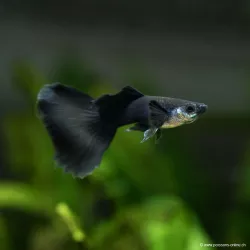Guppy Mann Black Moscow - Poecilia Reticulata
