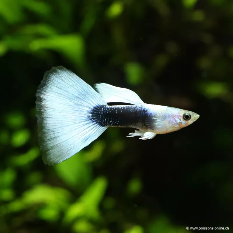 Guppy Mann Blue Tuxedo - Poecilia Reticulata