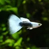 Guppy Mâle Blue Tuxedo - Poecilia Reticulata