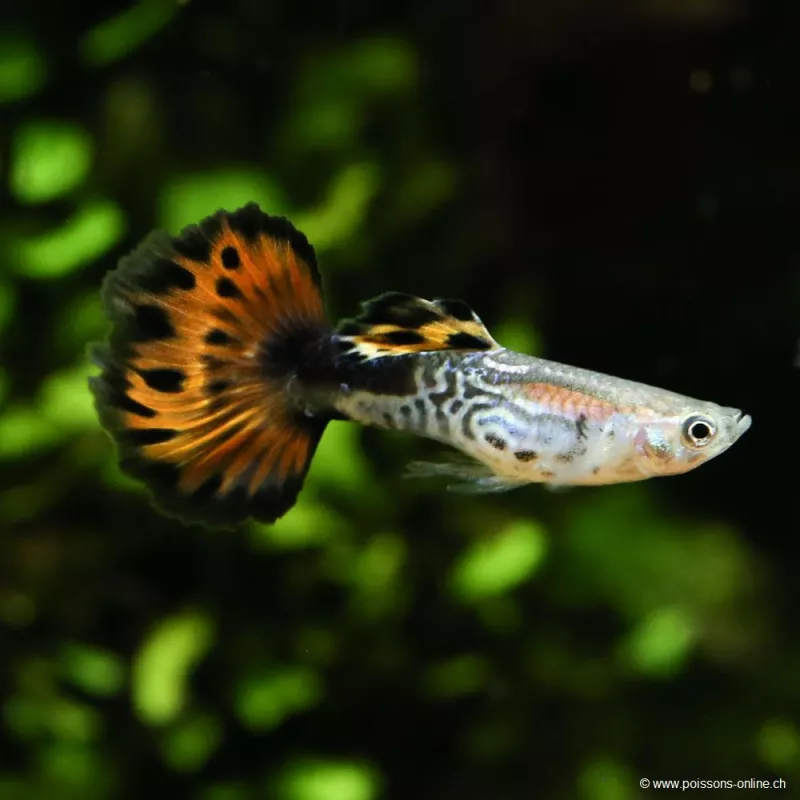 Guppy Mâle Ivory Red - Poecilia Reticulata