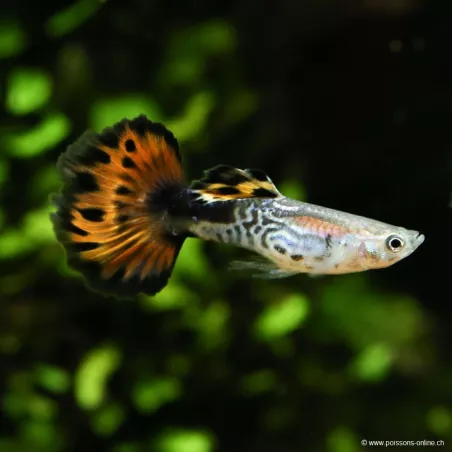 Guppy Mâle Ivory Red - Poecilia Reticulata