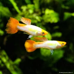 Guppy Mâle Koï - Poecilia Reticulata