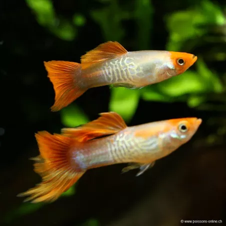 Guppy Masc. Koï Blond Cobra - Poecilia Reticulata