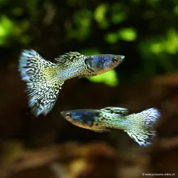 Guppy Mann Metal Head Green Lace - Poecilia Reticulata