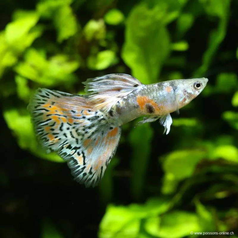 Guppy Mâle Metal Snakeskin Red Lace - Poecilia Reticulata