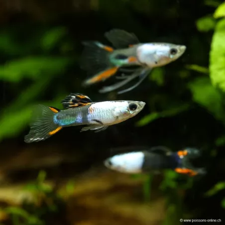 Guppy Mâle Silverado - Poecilia Reticulata