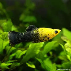 Molly Golden Dust - Poecilia Latipina