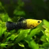 Molly Golden Dust - Poecilia Latipina