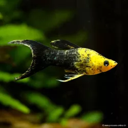 Molly Golden Dust Lyra - Poecilia Sphenops