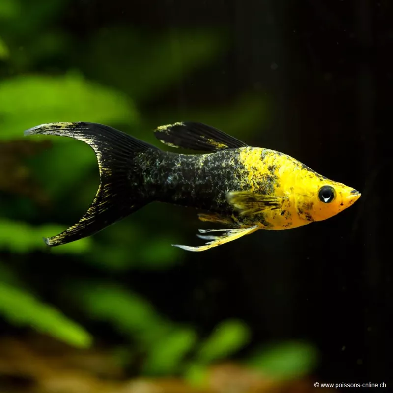 Molly Golden Dust Lyra - Poecilia Sphenops