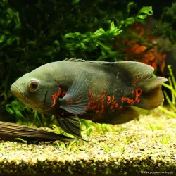 Rotgetigerter Oscar - Astronotus Ocellatus Red Tiger