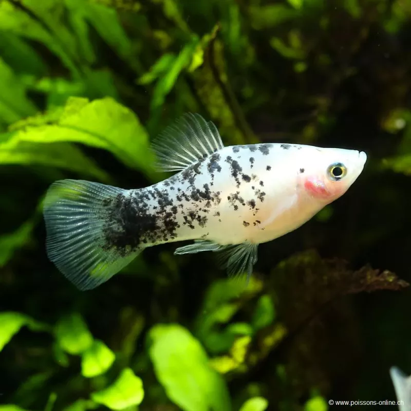 Platy Black & White - Xiphophorus Maculatus