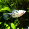 Platy Black & White - Xiphophorus Maculatus