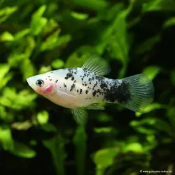 Platy Black & White - Xiphophorus Maculatus