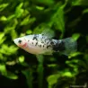 Platy Black & White - Xiphophorus Maculatus