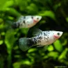 Platy Black & White - Xiphophorus Maculatus