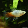 Platy Blue Corail Calico - Xiphophorus Maculatus
