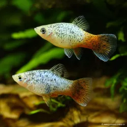 Platy Blue Corail Calico - Xiphophorus Maculatus