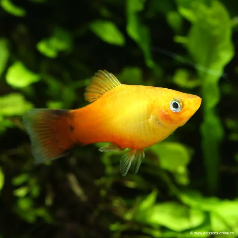 Platy Golden Comète - Xiphophorus Maculatus