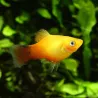 Platy Golden Comète - Xiphophorus Maculatus