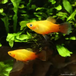 Platy Golden Comète - Xiphophorus Maculatus