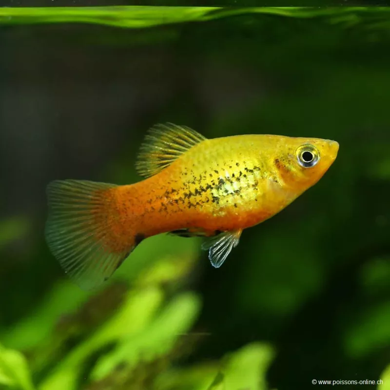 Platy Golden Tuxedo - Xiphophorus Maculatus
