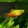 Platy Golden Tuxedo - Xiphophorus Maculatus