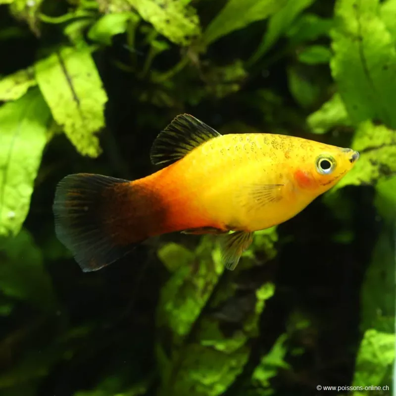 Platy Golden Wagtail - Xiphophorus Maculatus