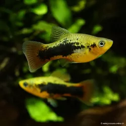Platy Variatus Hawai - Xiphophorus Maculatus