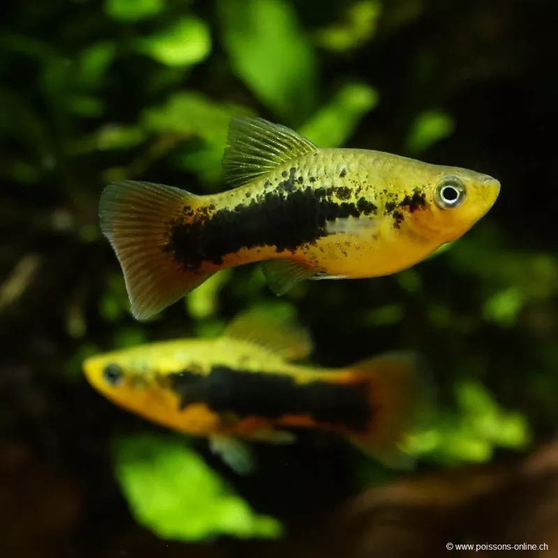 Platy Variatus Hawai - Xiphophorus Maculatus