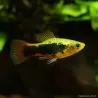 Platy Variatus Hawai - Xiphophorus Maculatus