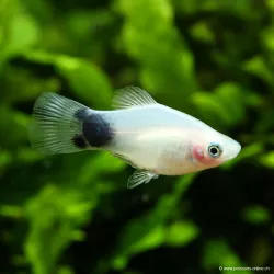 Platy White Mickey Mouse - Xiphophorus Maculatus