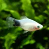 Platy White Mickey Mouse - Xiphophorus Maculatus