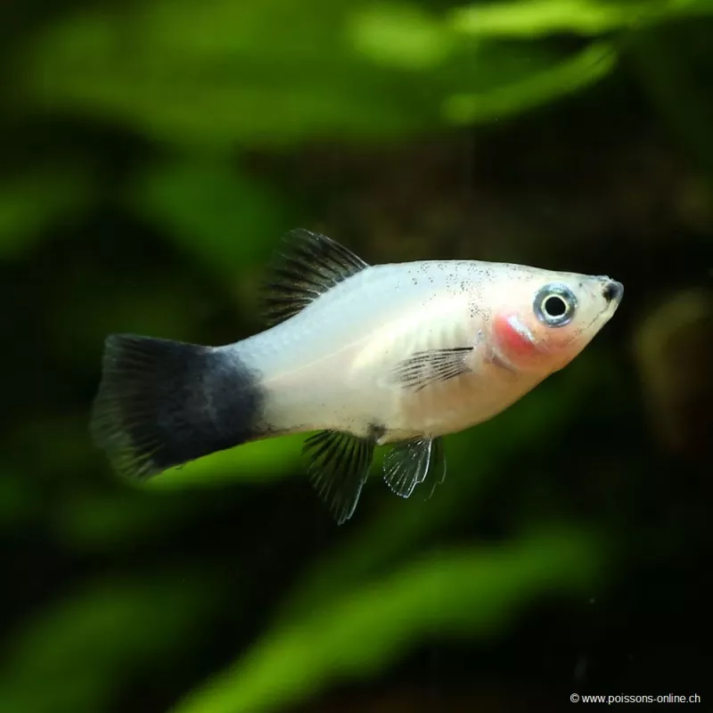 Platy White Wagtail - Xiphophorus Maculatus