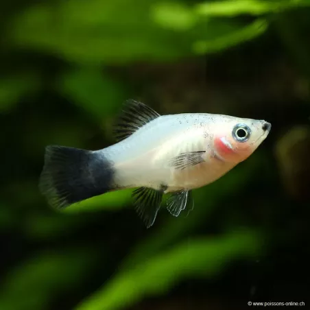 Platy White Wagtail - Xiphophorus Maculatus