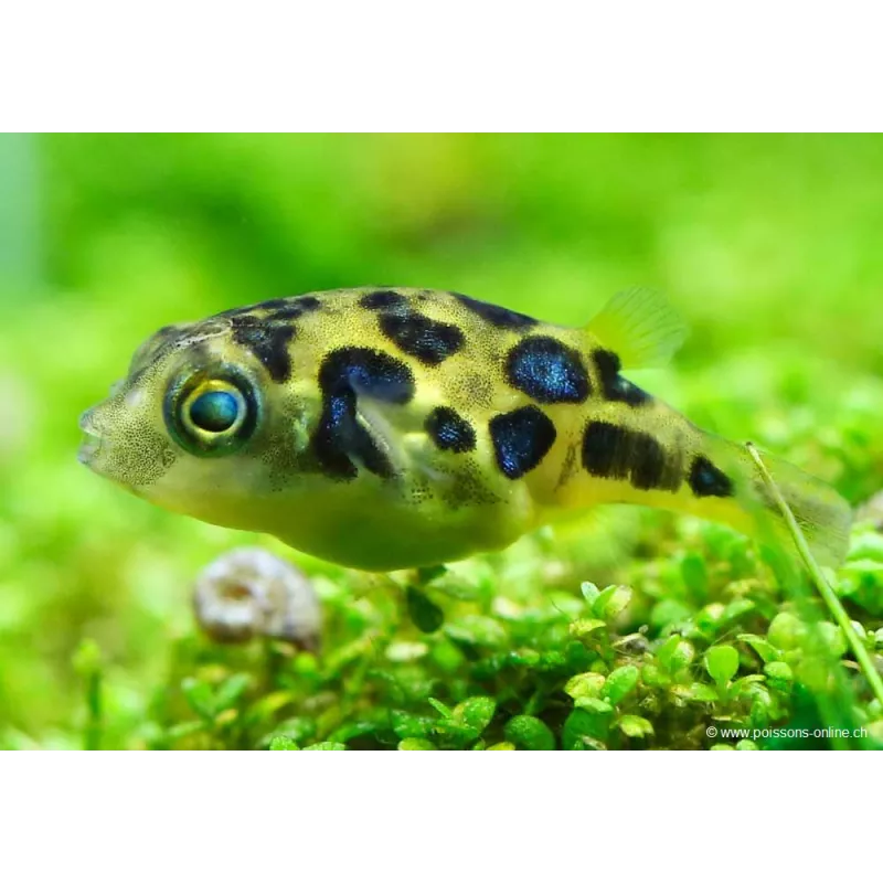 Malabar Zwergkugelfisch - Carinotetraodon Travancoricus